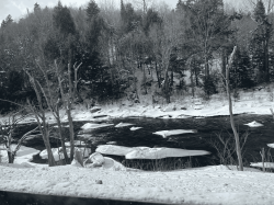 Winter Forest