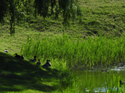 DSCN5602.jpg