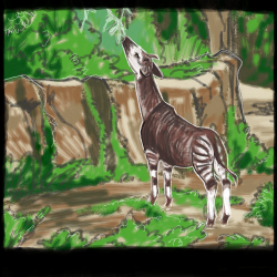 Okapi