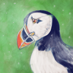 Puffin