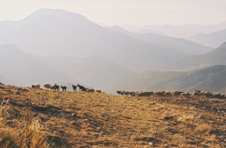 Sheeps, a summer morning