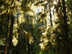 old growth mossy forests WA