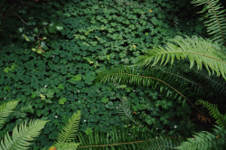 Bainbridge Clover Forest Floor