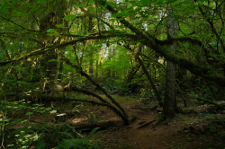 old growth mossy forest WA