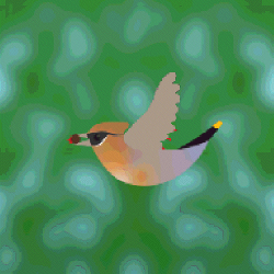 waxwing.gif