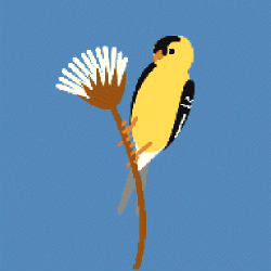 goldfinch,bird