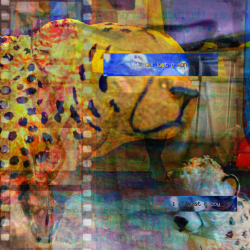 Acinonyx