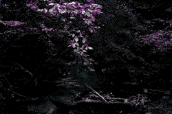 CGA Forest