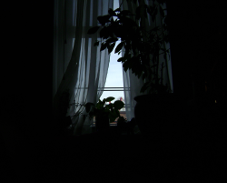 Apartment Window