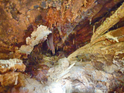 hollow tree closeup 1/3