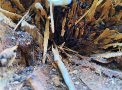 hollow tree closeup 2/3