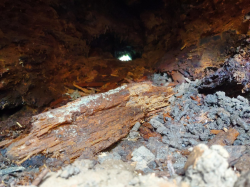 hollow tree closeup 3/3