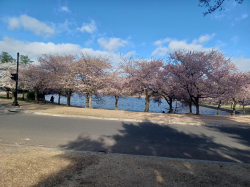 2025 DC Cherry Blossoms (1 of 7) - 20250331_090541.jpg