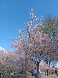 2025 DC Cherry Blossoms (2 of 7) - 20250331_090927.jpg