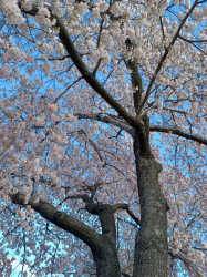 2025 DC Cherry Blossoms (3 of 7) - 20250331_091214.jpg