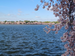 2025 DC Cherry Blossoms (4 of 7) - 20250331_091236.jpg