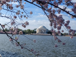 2025 DC Cherry Blossoms (5 of 7) - 20250331_091713.jpg