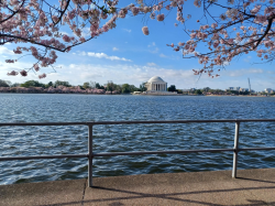 2025 DC Cherry Blossoms (6 of 7) - 20250331_092054.jpg